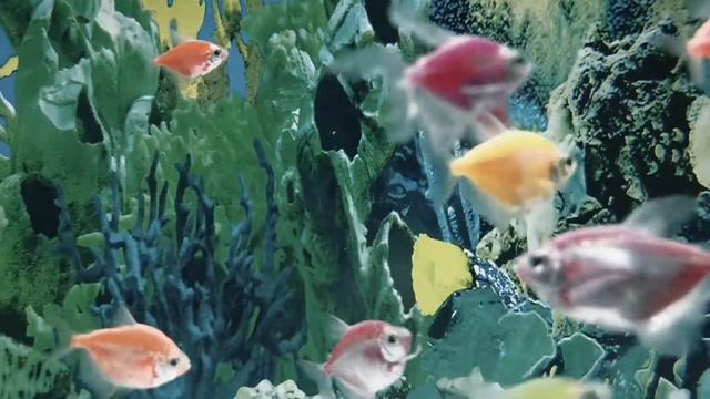 Cox's Bazar Akurium Fish. смотреть онлайн