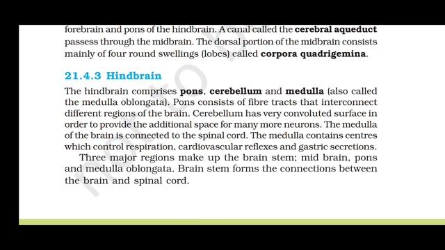 Neural Control And Coordination. Class 11 Biology NCERT Reading Biology Audiobook. @HiddenStrateG смотреть онлайн