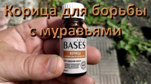 Народное Средство От Муравьев Корица Борьба С Муравьями Отпугнуть Или Уничтожить