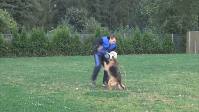Bia von der Urbecke - Protection Training 8 1/2 Years Old смотреть онлайн