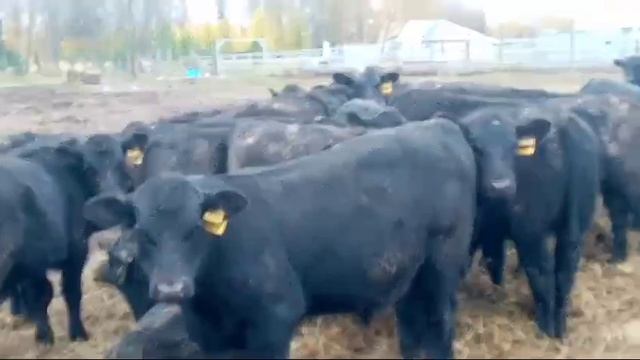Телята смотреть онлайн