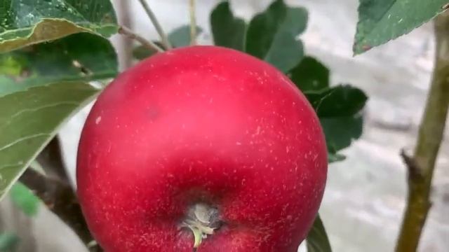 Life in Cotswolds - My home garden - A young apple tree in my garden. смотреть онлайн