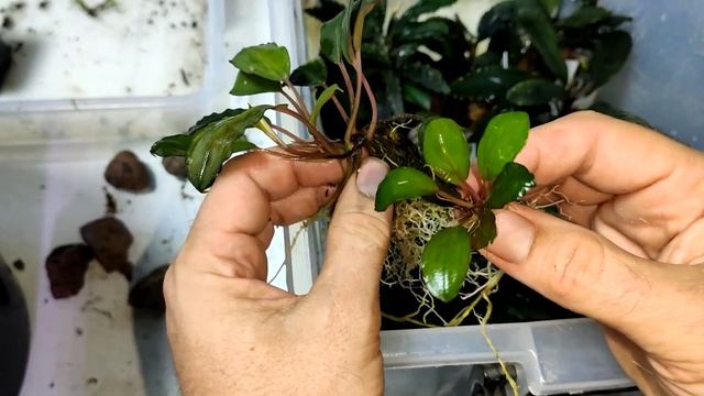 Пересадка тепличных буцефаландр в сойл, проблема в акве с буцефаландрами смотреть онлайн