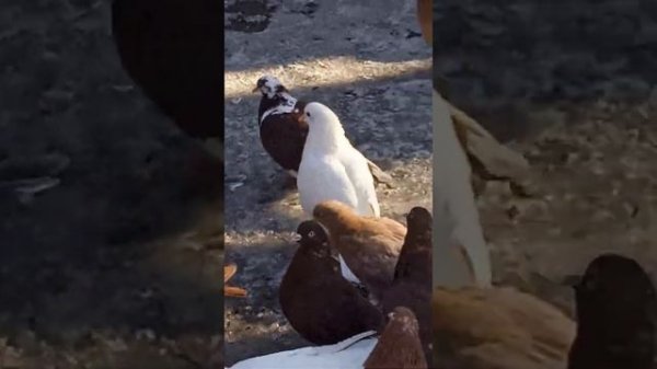 Голуби из Туркмении и Азербайджана!