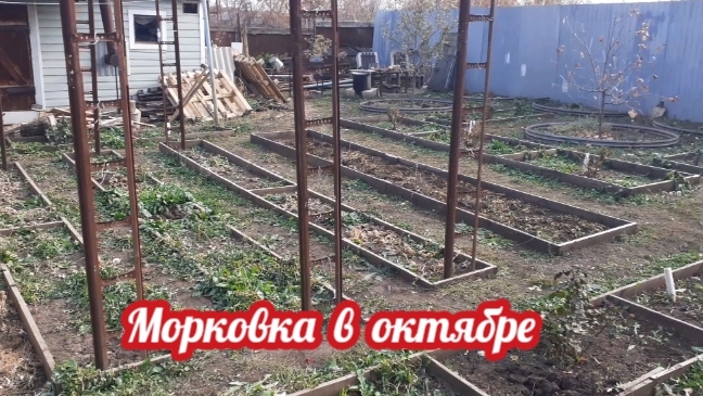 поздняя посадка моркови - убираем в октябре..... смотреть онлайн