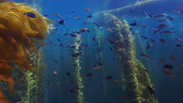 California Kelp Forest (4K SDR 240 FPS) || Mac OS Sonoma Live Wallpaper смотреть онлайн
