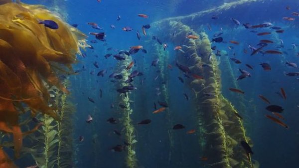 California Kelp Forest (4K SDR 240 FPS) || Mac OS Sonoma Live Wallpaper