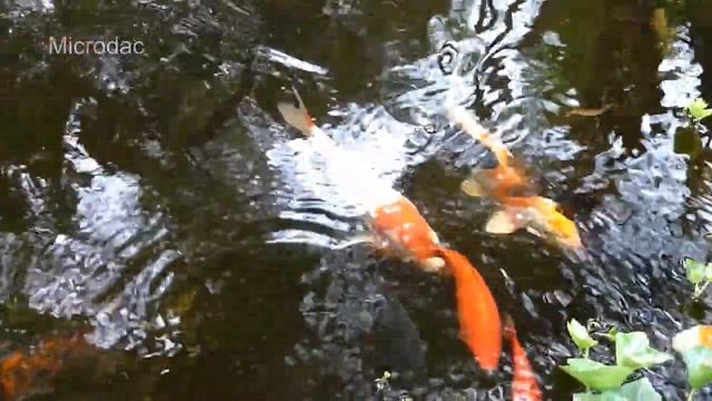 Virtual Fish Pond смотреть онлайн