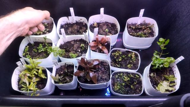 теплички с аквариумными растениями спустя 2 месяца и месяц, изменения в росте смотреть онлайн