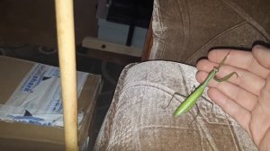 Поиски богомолов  часть 2