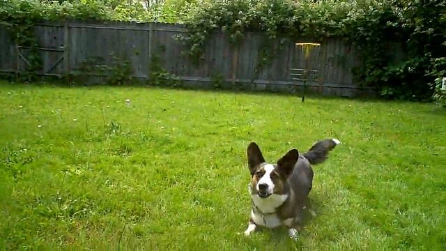 Norton helps mow the lawn final смотреть онлайн