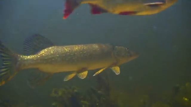 Поведение рыб Волго Ахтубинской поймы