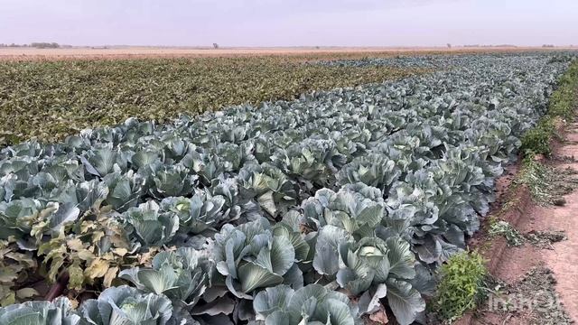 13.10.2024 Капуста и Баклажаны выращенные в засуху. Головное, Мартыновский Район.