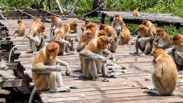 Носачі (Proboscis monkey), мавпи-ендеміки в парку Лабук Бей, штат Сабах, Малайзія смотреть онлайн
