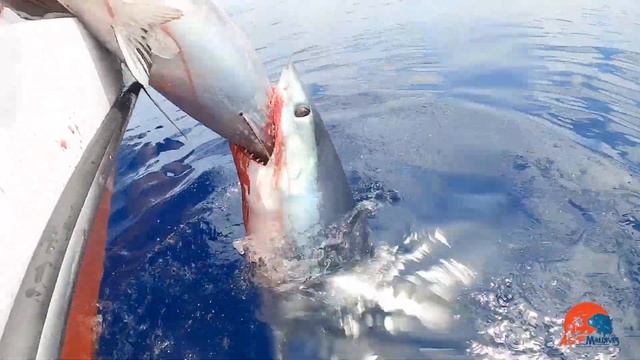 A tug of war with Mako Shark over a tuna! смотреть онлайн