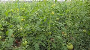 Сравнение томатов Пинк Парадайз, Мей Шуай и Пинк Хит, май 2024г.