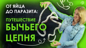От яйца до паразита： путешествие БЫЧЬЕГО ЦЕПНЯ ｜ TutorOnline