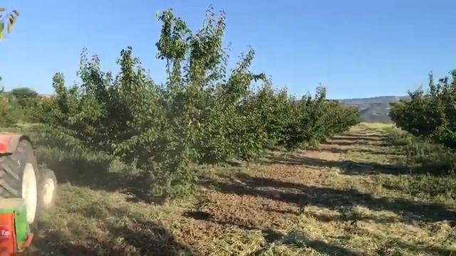 Kayısı hasat öncesi yabani ot temizliği смотреть онлайн