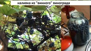 Наливка из дикого не укрывного плетущегося винограда Изабелла. Настойка из винного винограда
