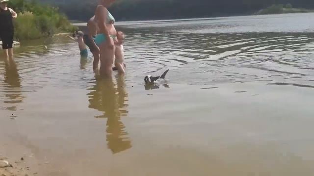 French Bulldog swimming смотреть онлайн