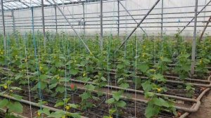 Овощи растут. Выращивание огурца в раннем обороте, проблемы.