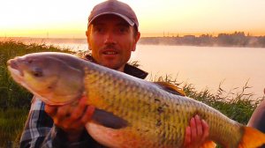 ПОШЕЛ ПРОВЕРЯТЬ А ТАМ..! УДАЧНАЯ РЫБАЛКА С НОЧЁВКОЙ! Ловля амура на камыш. Летняя рыбалка на удочку