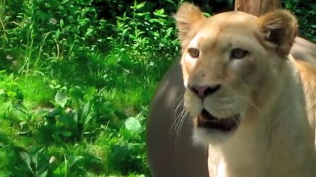 Pump Up the Chain (feat BEP & Fleetwood Mac) смотреть онлайн