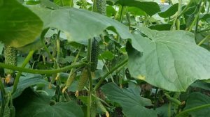 Овощи Растут. Огурец Северин F1, во втором обороте.