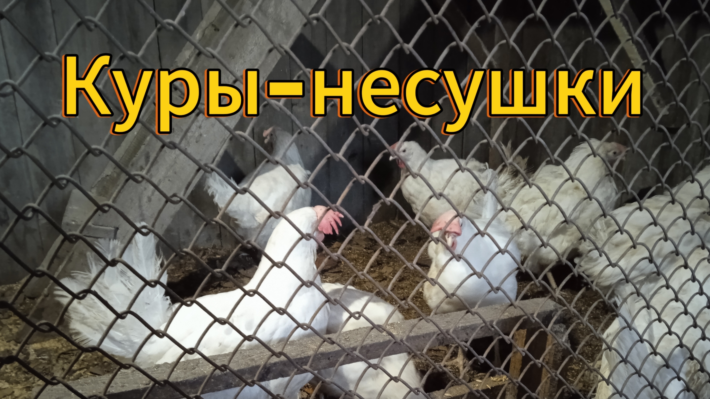 Куры-несушки. Можно ли держать молодок со старыми курами смотреть онлайн