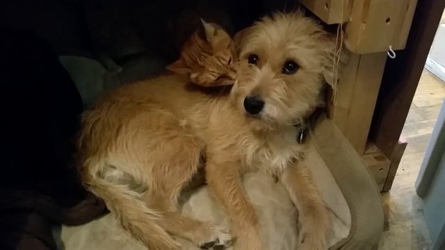 MAC and Clover in the cubby смотреть онлайн