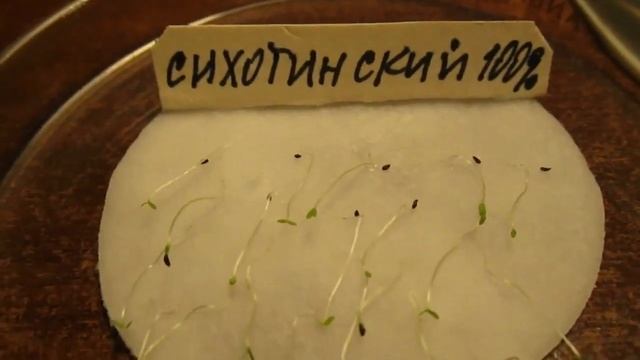 24 01 23 г Рододендроны Итоги проверки семян на всхожесть Часть 2 смотреть онлайн