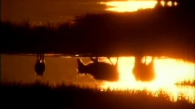 Animal Planet [Henry Beston] смотреть онлайн