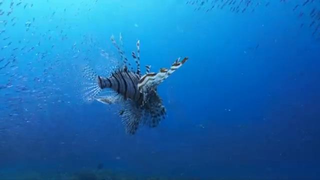 Зрение рыб. Часть 1.