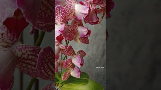 Phal. Arcadia Peloric 🩷 Второе домашнее цветение орхидеи пелор Аркадия 🥰 Нежный полосатый тюльпанч смотреть онлайн