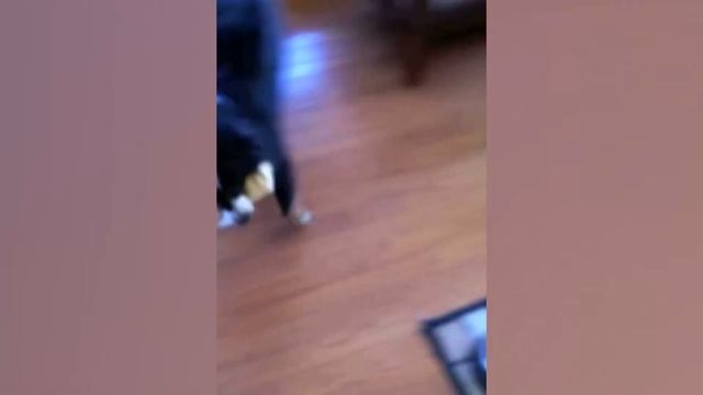 Border Collies Are Awesome! | Funny Dog Compilation | That Pet Life смотреть онлайн