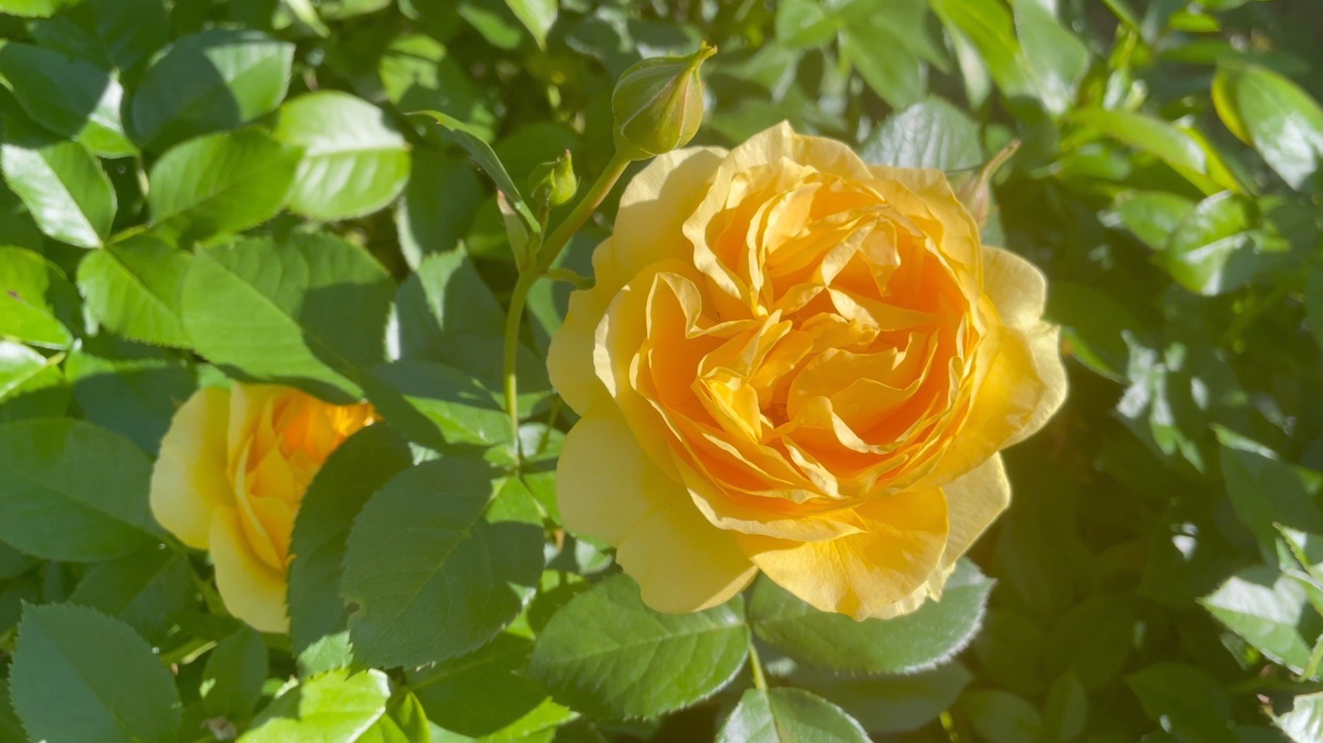 Июнь в Саду 19 июня 2024 часть 4