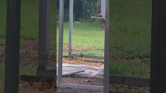 When you look out the window and see a bobcat during the day! We see them all the time at night. смотреть онлайн
