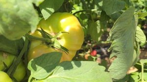 Томат Пинк Айди на приспуске, продленный оборот. 21.05.2024 год.