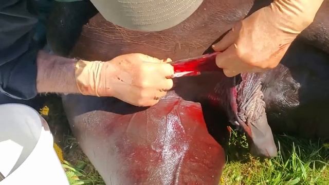 Horse Castration | Breeding | Livestock Management смотреть онлайн