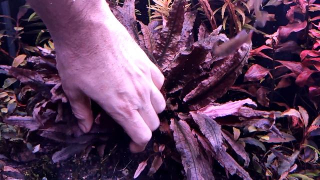 Криптокорина фламинго смотреть онлайн