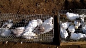 Сорочинск. Ярмарка распродажа голубей. 30 03 2019г