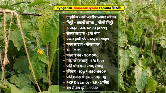Heem Sohna Hybrid Tomato Variety | हिम सोना टमाटर की खेती смотреть онлайн