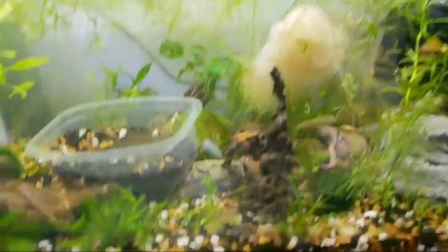 Baby Caridina Shrimp From 6 Morphs +The Rainbowfish Hatched!