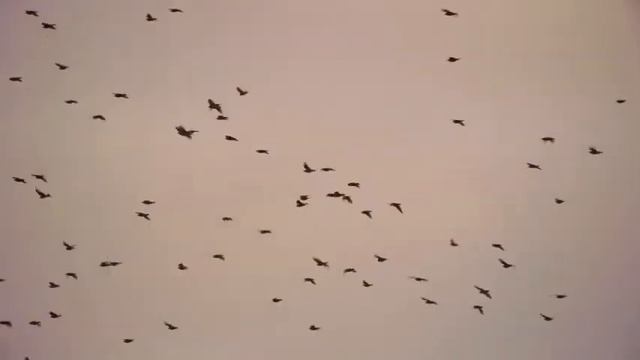 "Dream", Full Album, Original Compositions for Classical Guitar By Jamal Zohourian смотреть онлайн