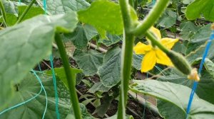 Овощи Растут. Огурец СВ4097 в раннем обороте.