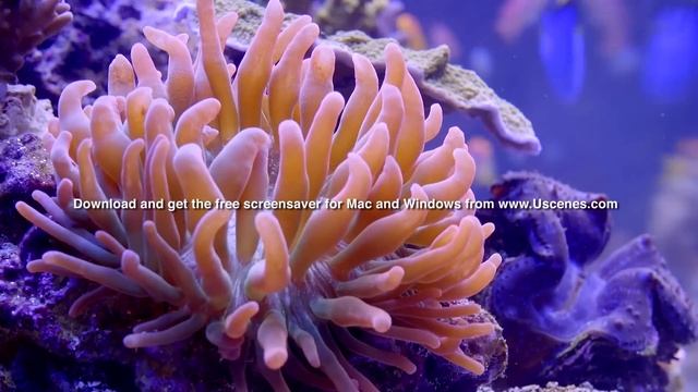 Finding Nemo Screensaver for Windows 10 + SMART TV 🐠 смотреть онлайн