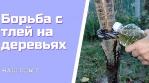 Как избавиться от тли и муравьев на деревьях дешево и эффективно