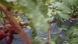Виноград Атаман Платов (Донское казначейство) виноградник Король В. Н. г.Краснодар (прививка 2024г)