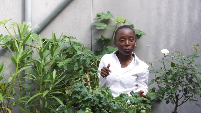 HARVESTING GREEN CHERRY TOMATOES ! RIPEN OFF VINE ? | How To Grow смотреть онлайн