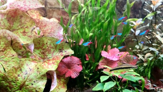 аквариумы с растениями обзор 600л, 160л, 180л, 300л за июнь 2023 смотреть онлайн